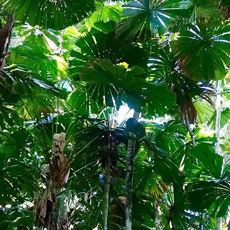 Coconut Beach House Cape Tribulation Zimmer foto
